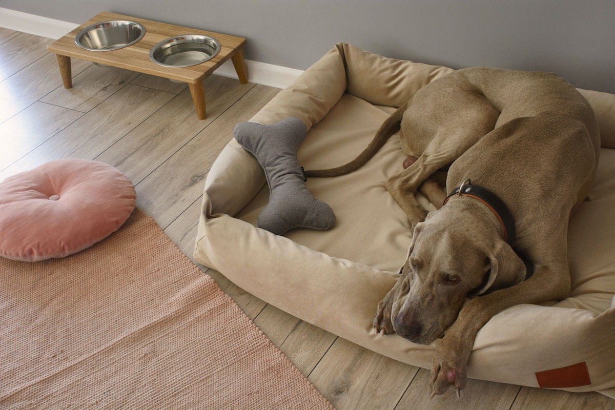 Ortopedisk hundbäddar - Cuddle Expressive - Bild 3