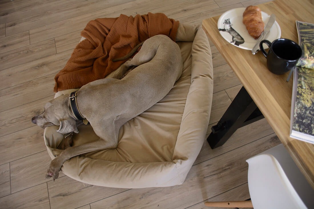 Ortopedisk hundbäddar - Cuddle Expressive - Bild 4