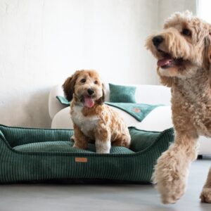 Ortopedisk premiumbädd för hund och katt – MILANO GRÖN