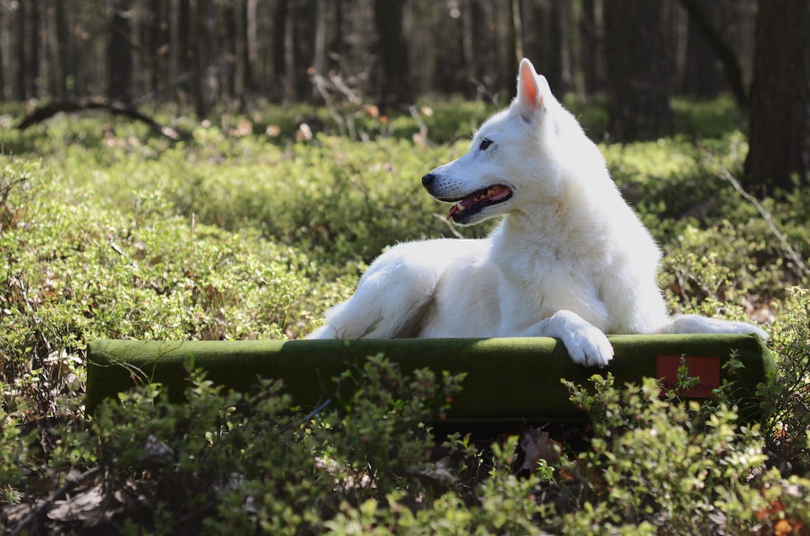 Ortopedisk hundmadrass – NUVOLA ROSS HONUNGSFÄRGAD - Bild 2