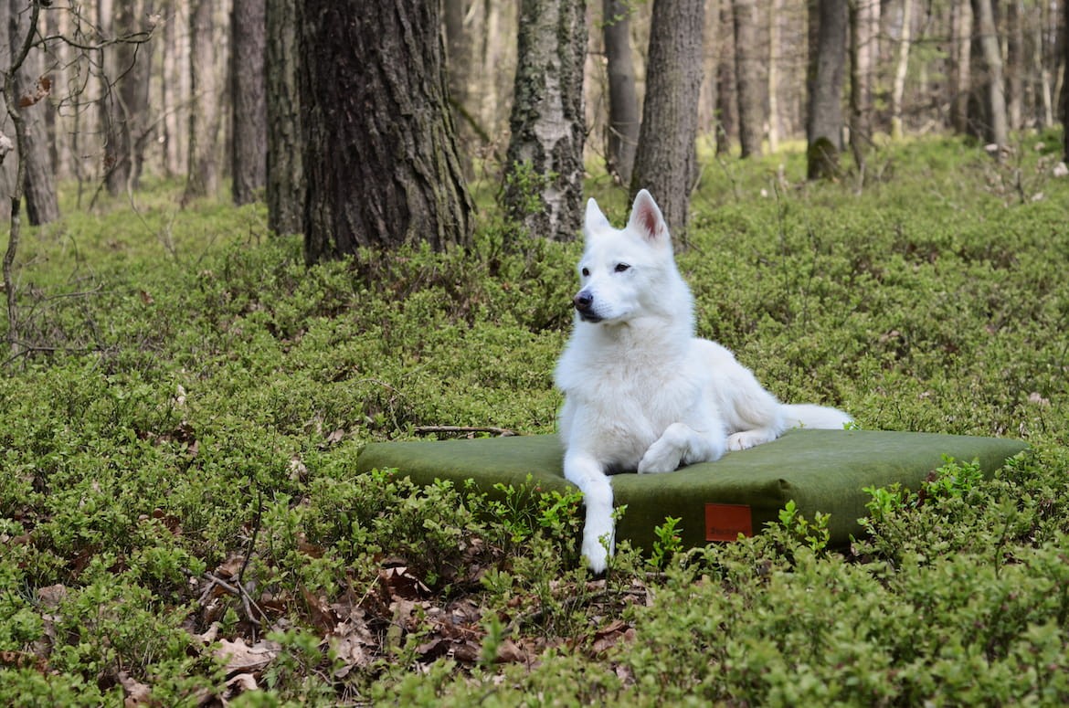 Ortopedisk hundmadrass – NUVOLA ROSS HONUNGSFÄRGAD - Bild 4